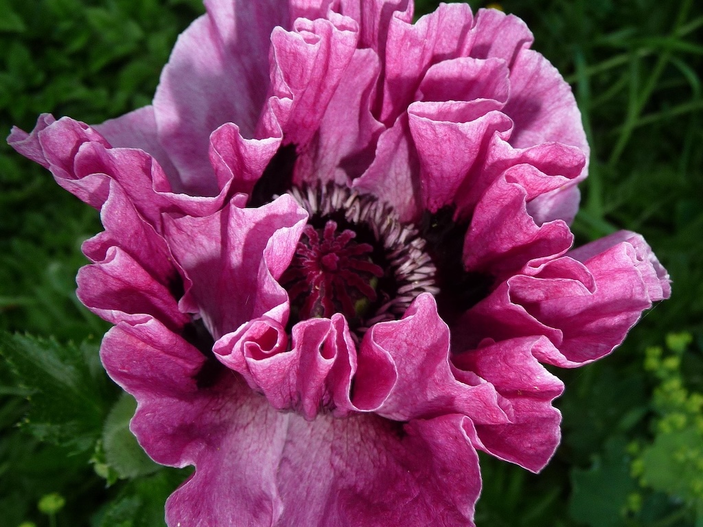 Mák východní Kultivar: Bolero