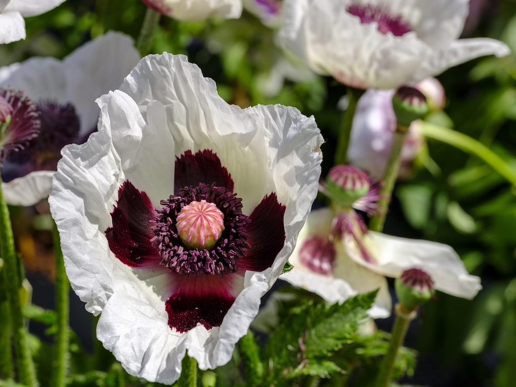 Mák východní Kultivar: Royal Wedding