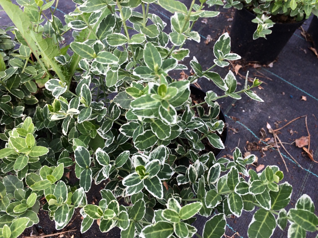 Brslen Fortuneův Kultivar: Emerald Gaiety