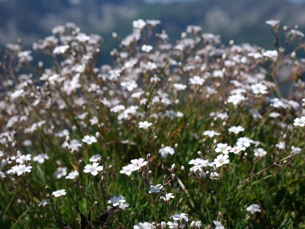 Šater plazivý Kultivar: Filou White
