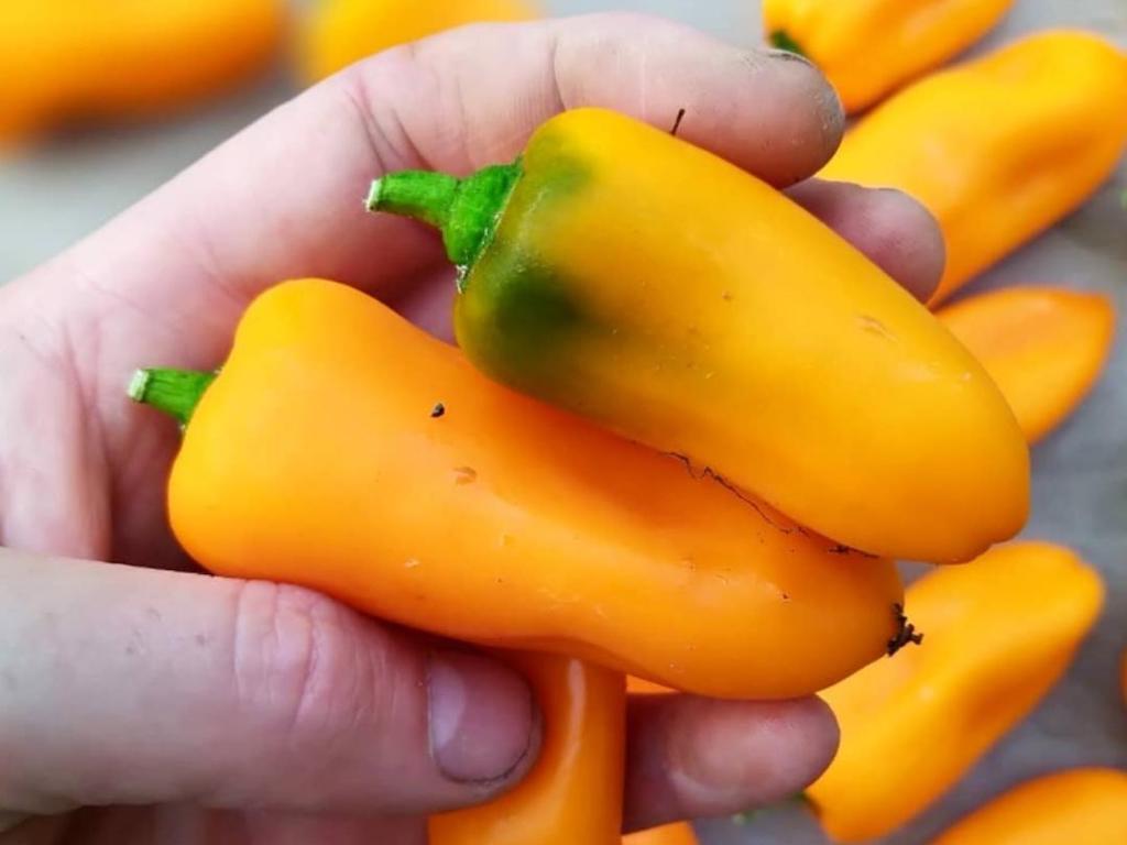 Paprika Kultivar: Hamík