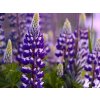 Lupinus fialovy