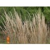 Třtina - Calamagrostis