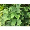 Acer platanoides 2