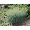 Panicum virgatum Heavy Metal
