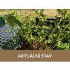 boruvky live