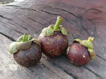 Mangosteen 1 ks