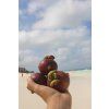 Mangostan 1 ks