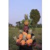 Ananas čerstvý 1,5 kg