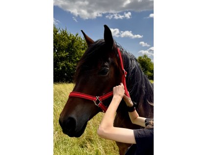 Ohlávka COB - červená