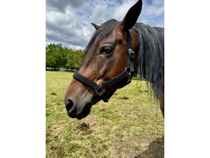 COB Halter - black- Softened