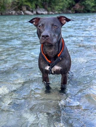 Kvalitní softshelové, podšité polo-stahovací obojky Orange County 🍊 🍊www.orangecounty.cz/en🧡 @sky_furia06 👌