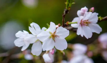 Máj je lásky čas - viete prečo?