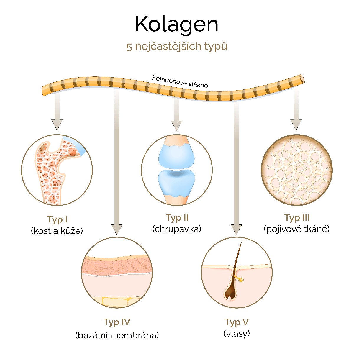 Jak se tvoří kolagen?
