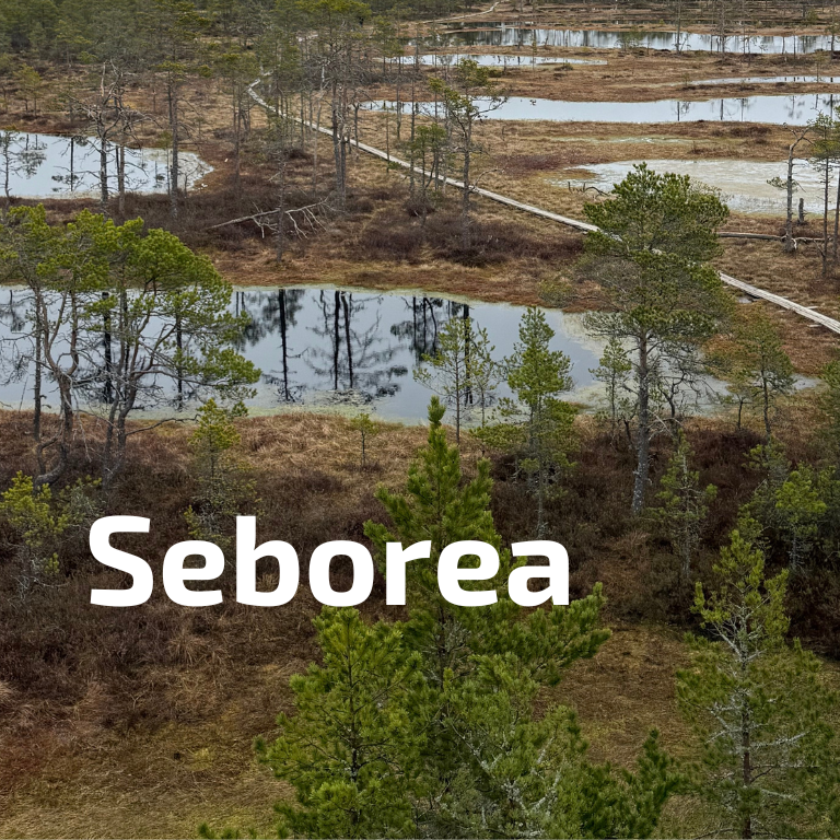 Seborea