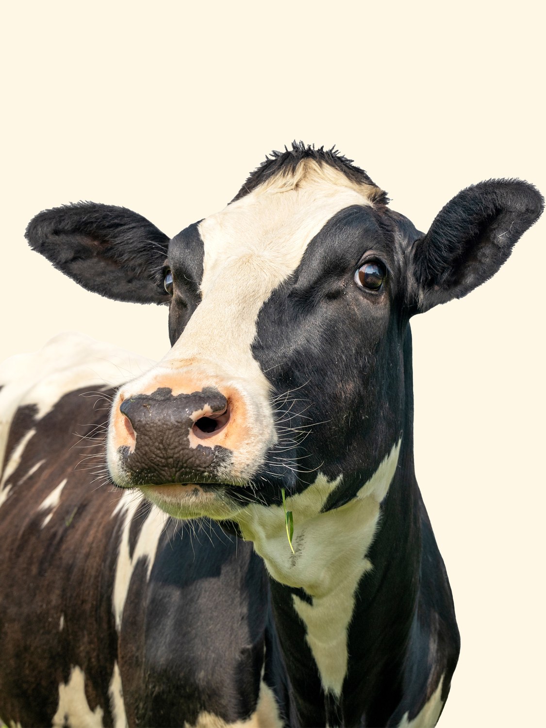 Grass-fed kráva na pastvině