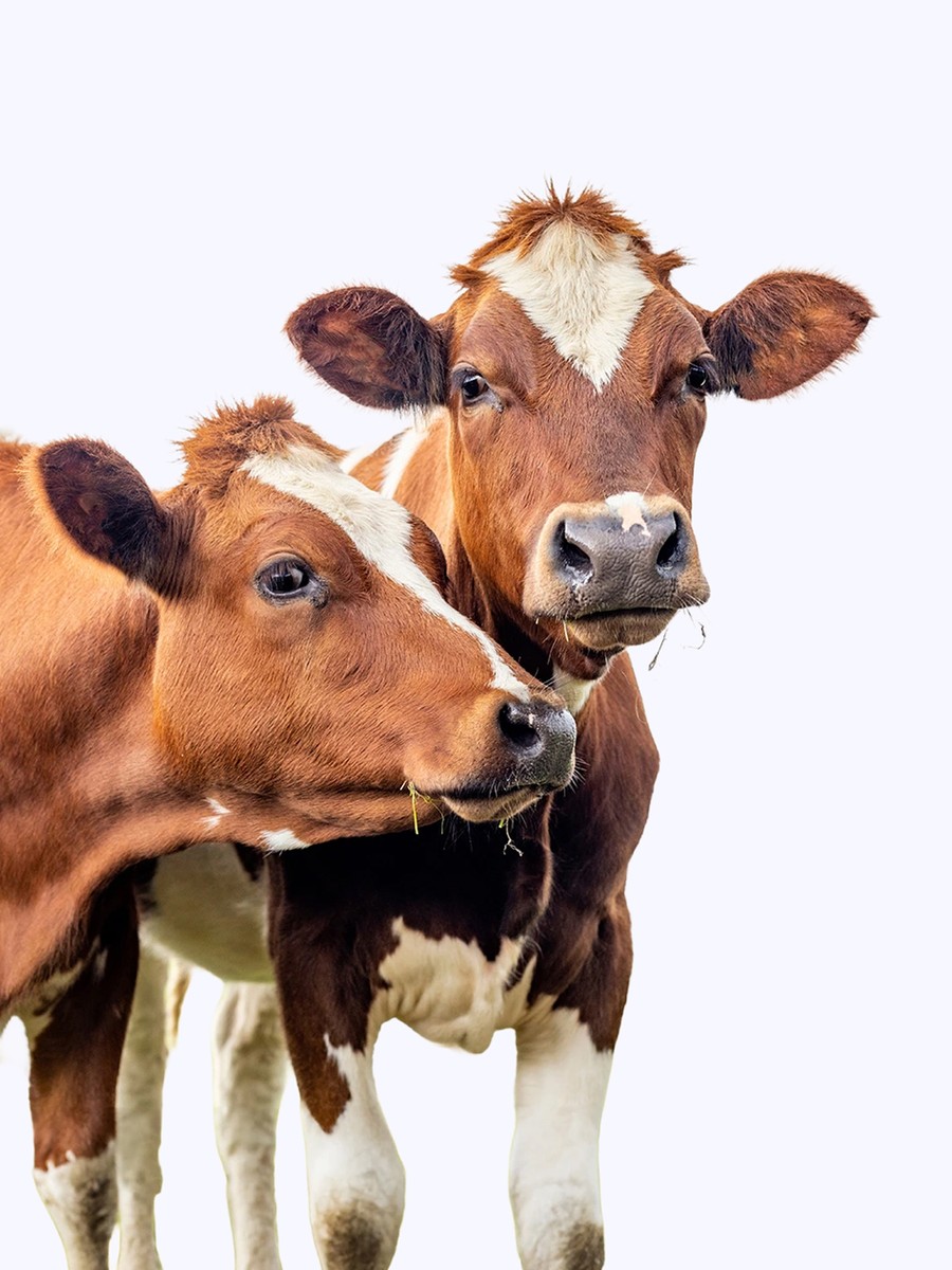 Nativní protein z mléka od volně se pasoucích krav