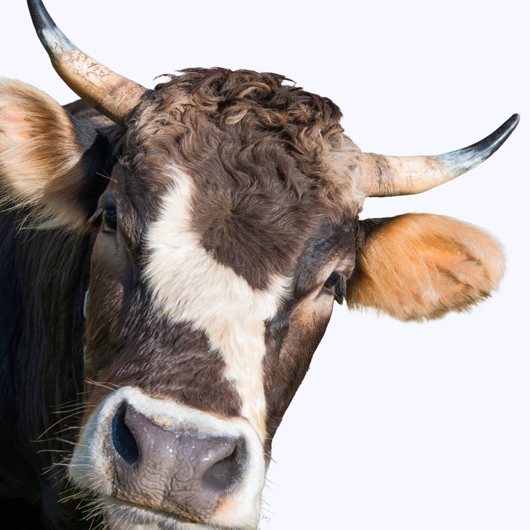 Grass-fed kolagen z krav krmených trávou