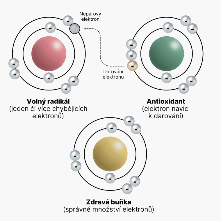 Volný radikál, antioxidant a zdravá buňka