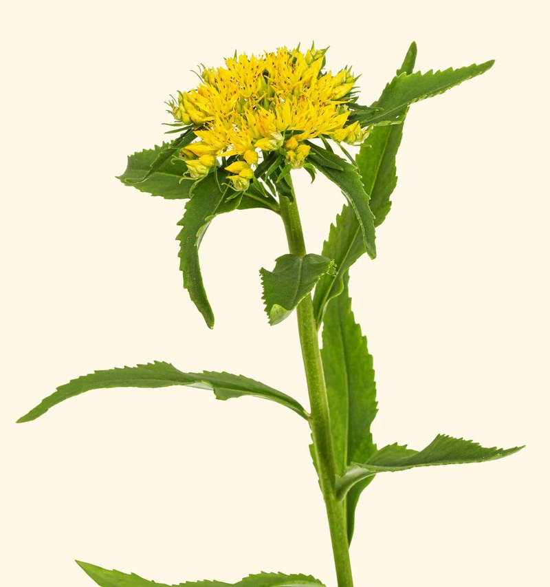 Rozchodnice růžová (Rhodiola rosea)