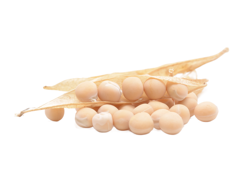 Hrachový protein