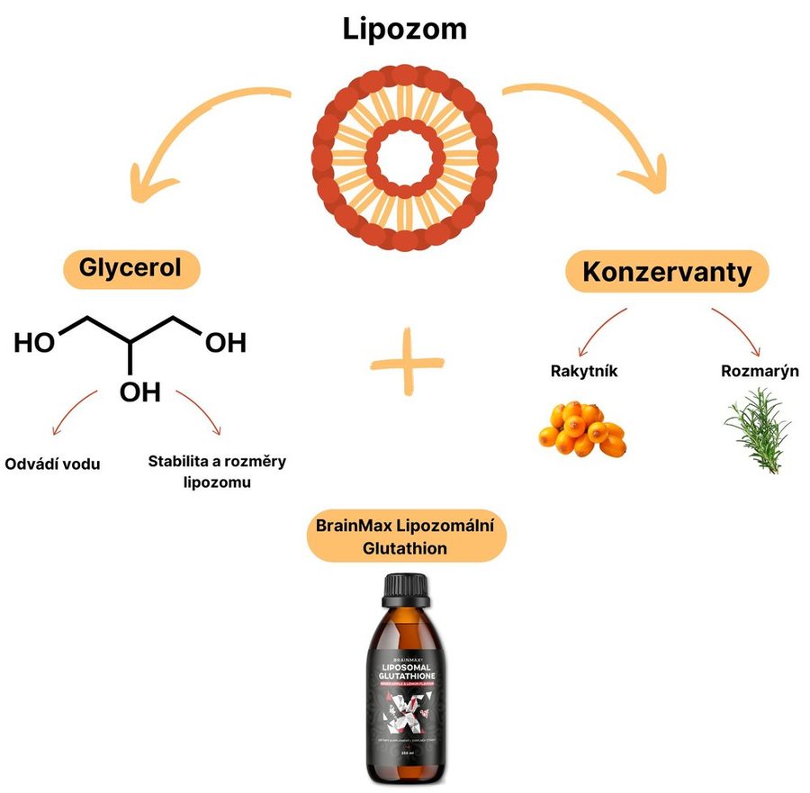Schéma lipozomu: glycerol a přírodní konzervanty z rakytníku a rozmarýnu v BrainMax Lipozomálním Glutathionu