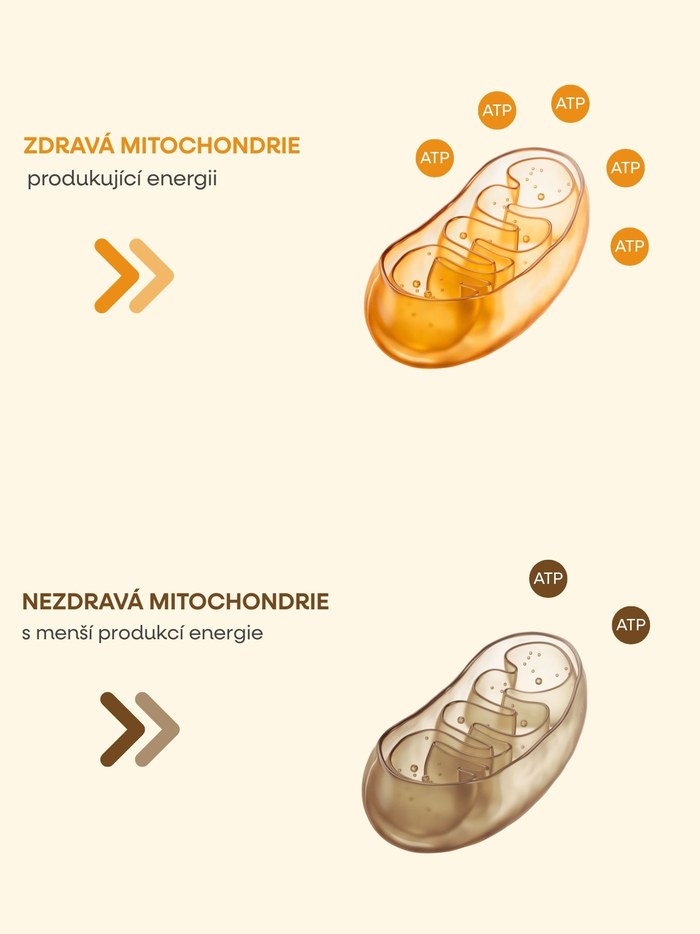 Zdravá a nezdravá mitochondrie