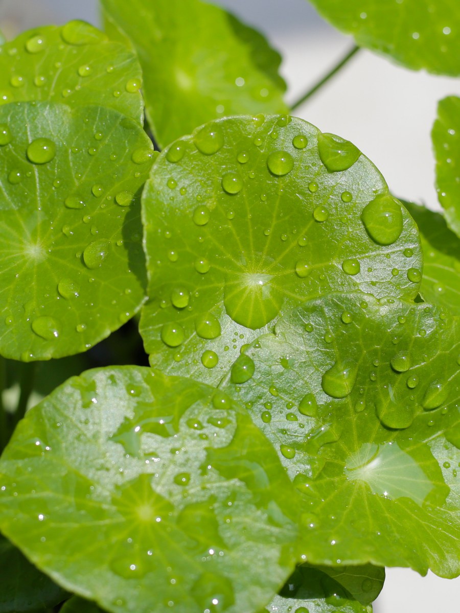 Gotu kola