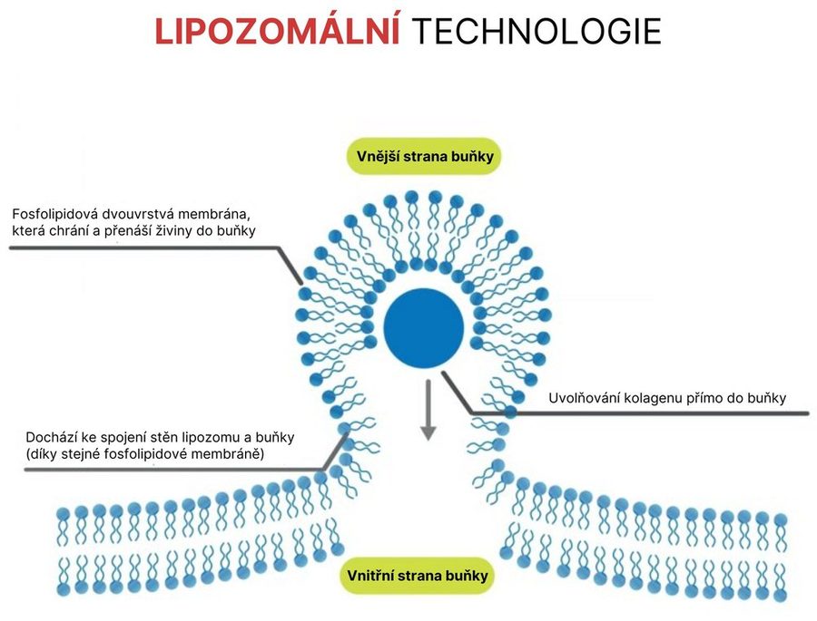 Lipozomální technologie – schéma spojení lipozomu s buňkou a uvolnění obsahu do buňky