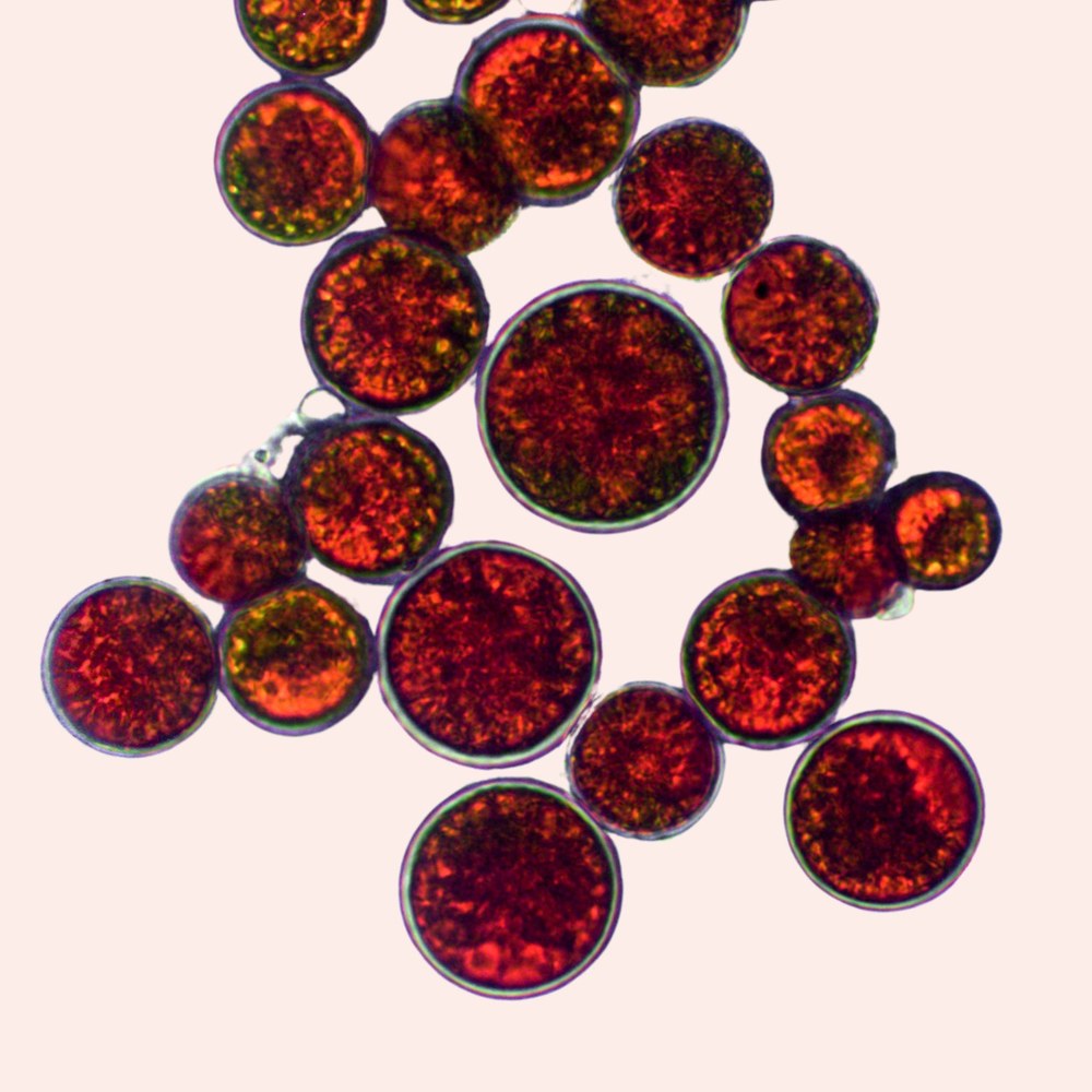 Astaxanthin z mikrořasy Haematococcus pluvialis