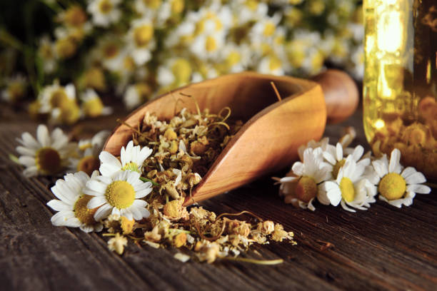 🌼 Éterický olej z Rmenu sličného (Chamaemelum nobile)