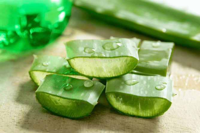 Aloe Vera (Aloe barbadensis)