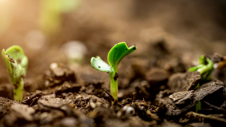 🌿 Bio revoluce v zemědělství: proč nás v kosmetice zajímá, co roste na polích