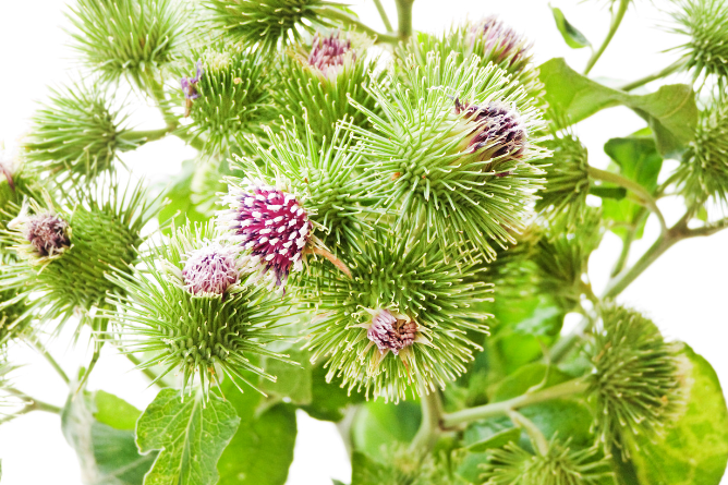 Extrakt z lopuchu (arctium lappa)