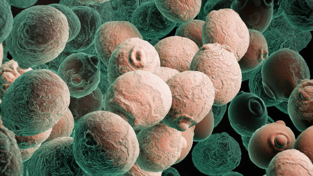 Fermentované ingredience v přírodní kosmetice – proč jsou trendem a jak prospívají pleti?