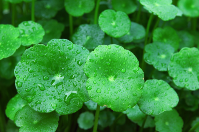 Gotu kola (Centella asiatica) v péči o pokožku