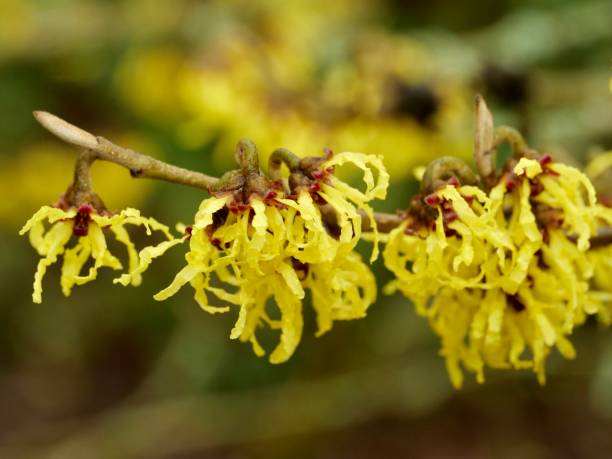 Vilín virginský (Hamamelis virginiana) - zklidněná a vyrovnaná pleť