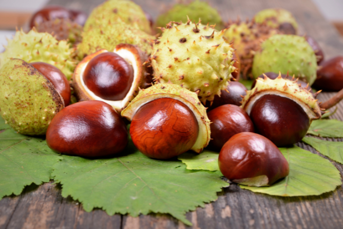 Kaštan koňský (Aesculus hippocastanum)