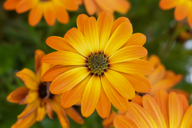 Měsíček lékařský (Calendula officinalis) v péči o pokožku