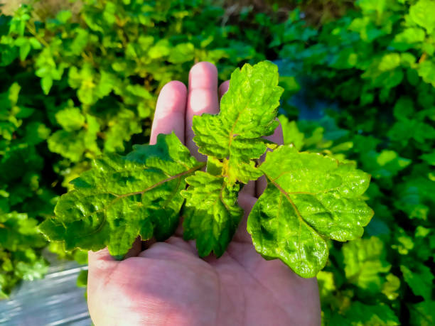 🌿 Pačule v kosmetice (Pogostemon cablin)