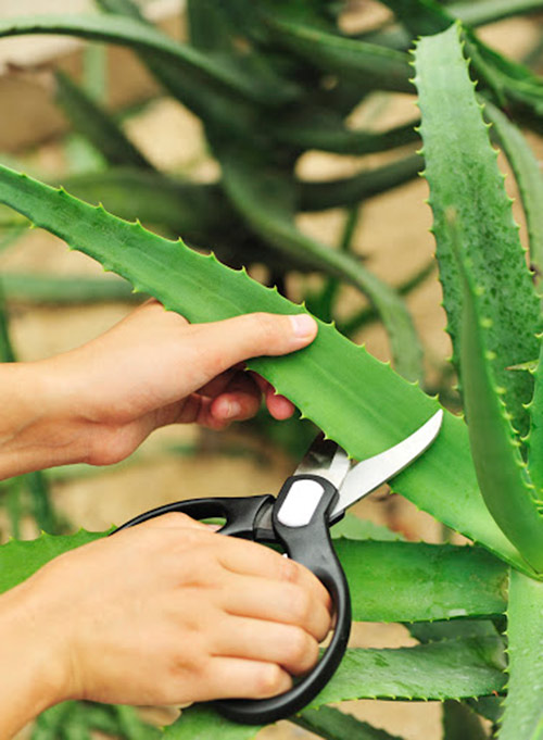 Aloe Vera - návod na dokonalý beauty rituál