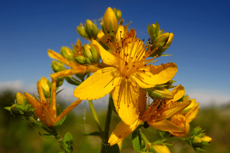 Třezalka tečkovaná (Hypericum perforatum)
