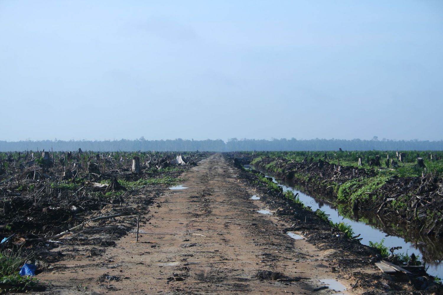 palm-oil-deforestation