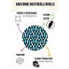 Anatomie mateirálu ORICLO