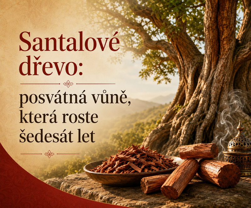 Santalové dřevo: posvátná vůně, která roste šedesát let