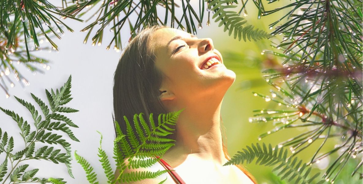 Borovice: posilující lesní terapie