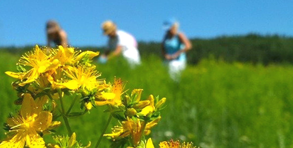 Třezalka: sluneční bylina pro klid duše i těla