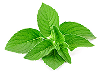 mentha_piperita