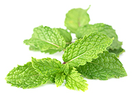 mentha_spicata