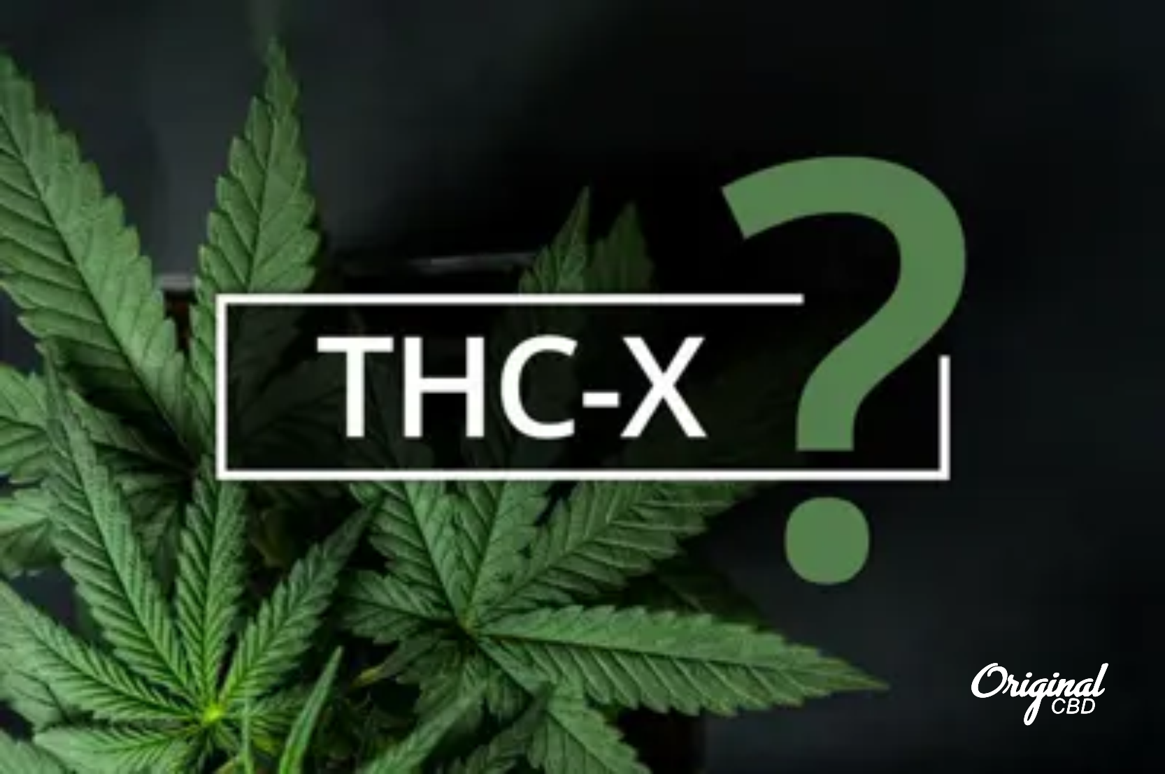 Co je THC-X? Vše, co potřebujete vědět o této revoluční novince